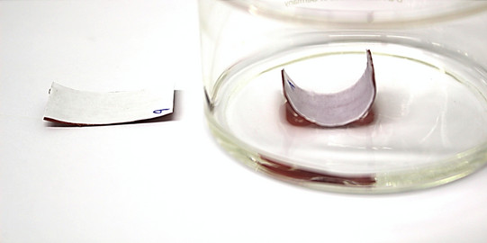 Thumbnail research project Cottonid