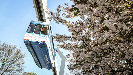 H-Bahn_02 Die H-Bahn fährt an blühenden Bäumen entlang und der Himmel ist blau.